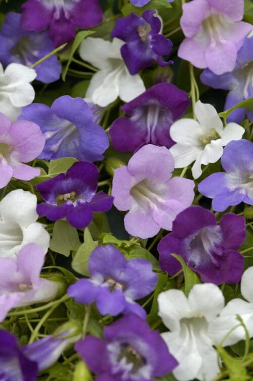 Asarina Climbing Mélange