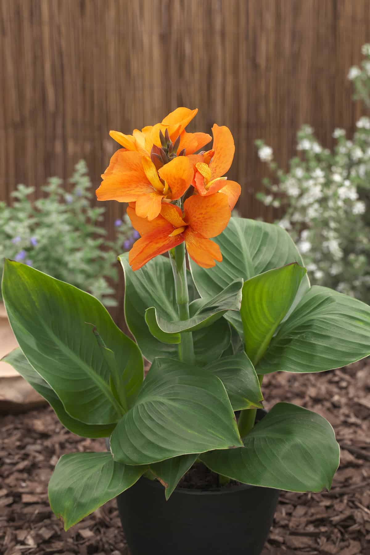Canna South Pacific™ Orange F1 – Image 2