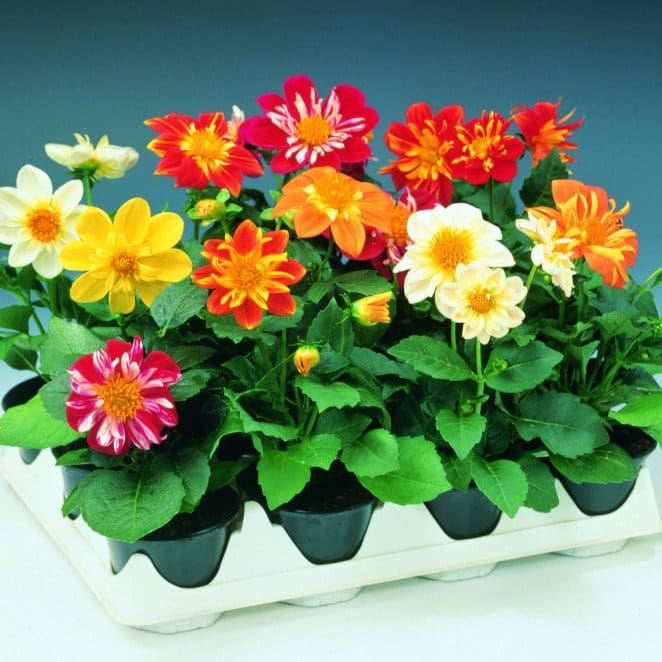 Dahlia Harlequin™ Mélange F1 – Image 2