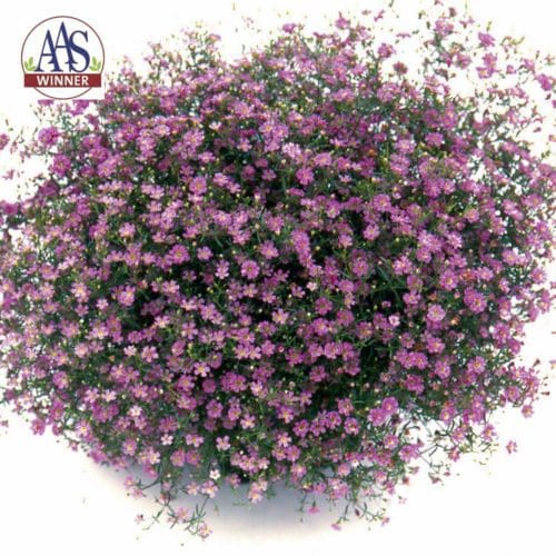  Gypsophile Gypsy Deep Rose