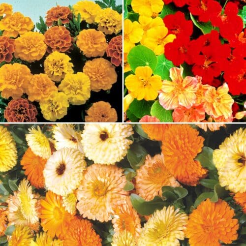 Mélange Fleurs de Compagnonnage