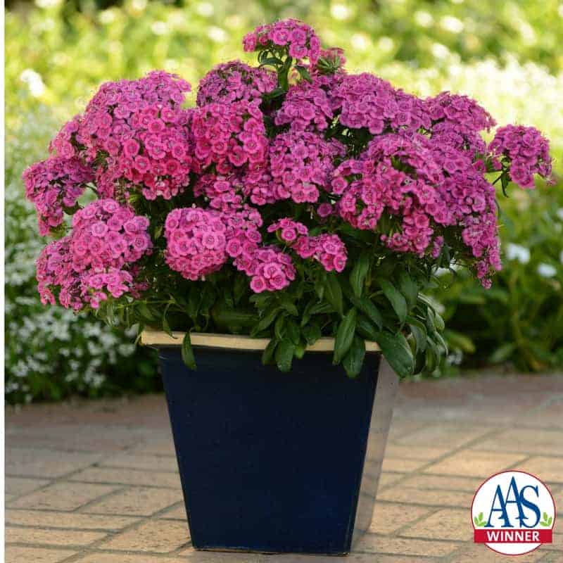Dianthus Jolt™ Pink F1