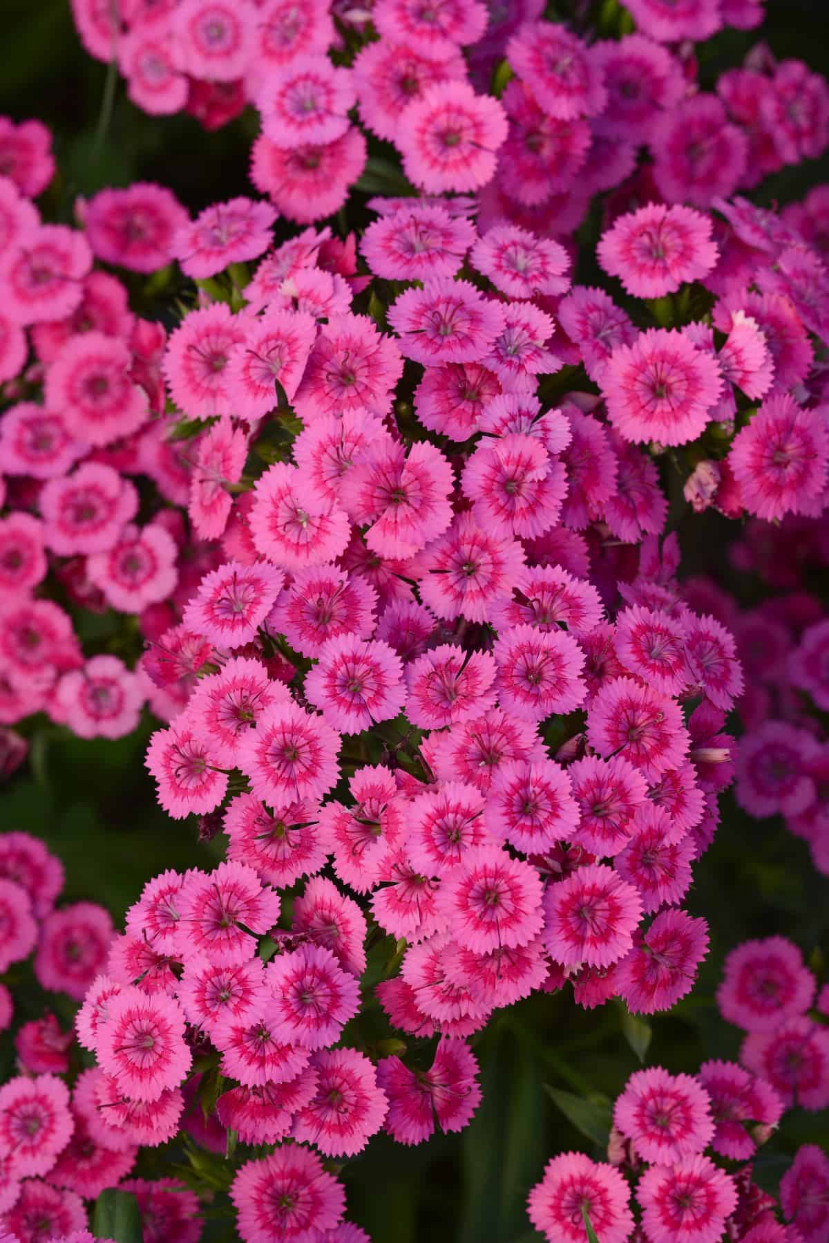 Dianthus Jolt™ Pink F1 – Image 3
