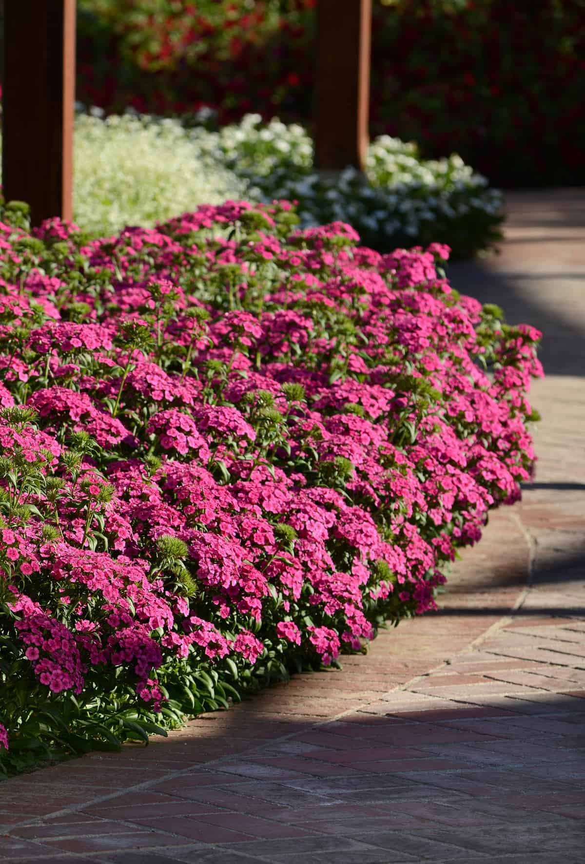 Dianthus Jolt™ Pink F1 – Image 2