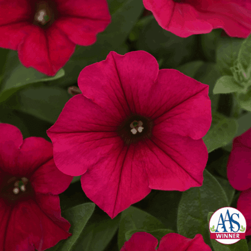  Pétunia Wave® Carmine Velour F1