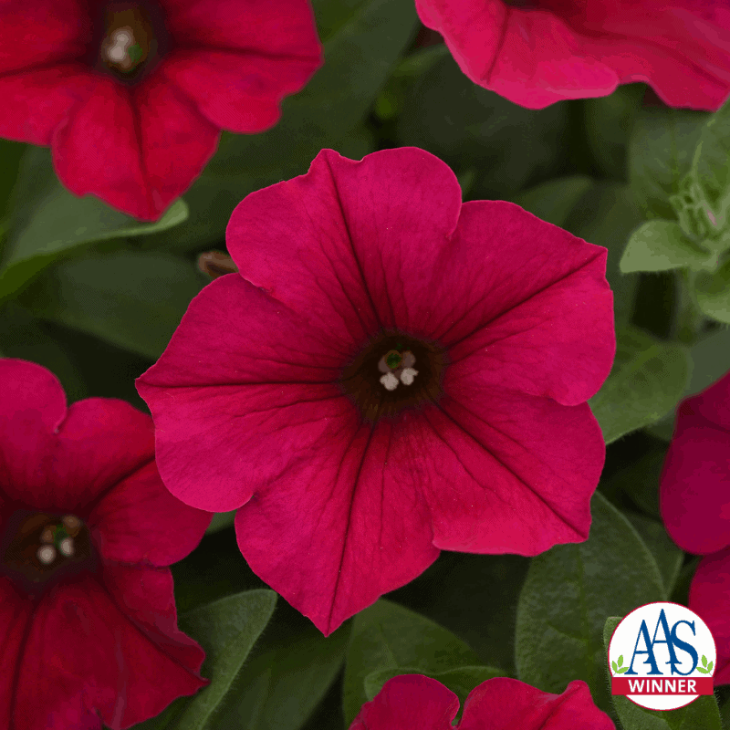 Pétunia Wave® Carmine Velour F1