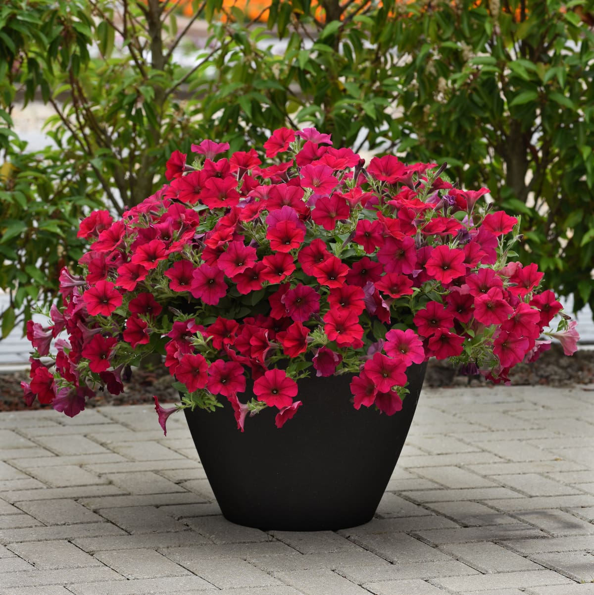Pétunia Wave® Carmine Velour F1 – Image 2