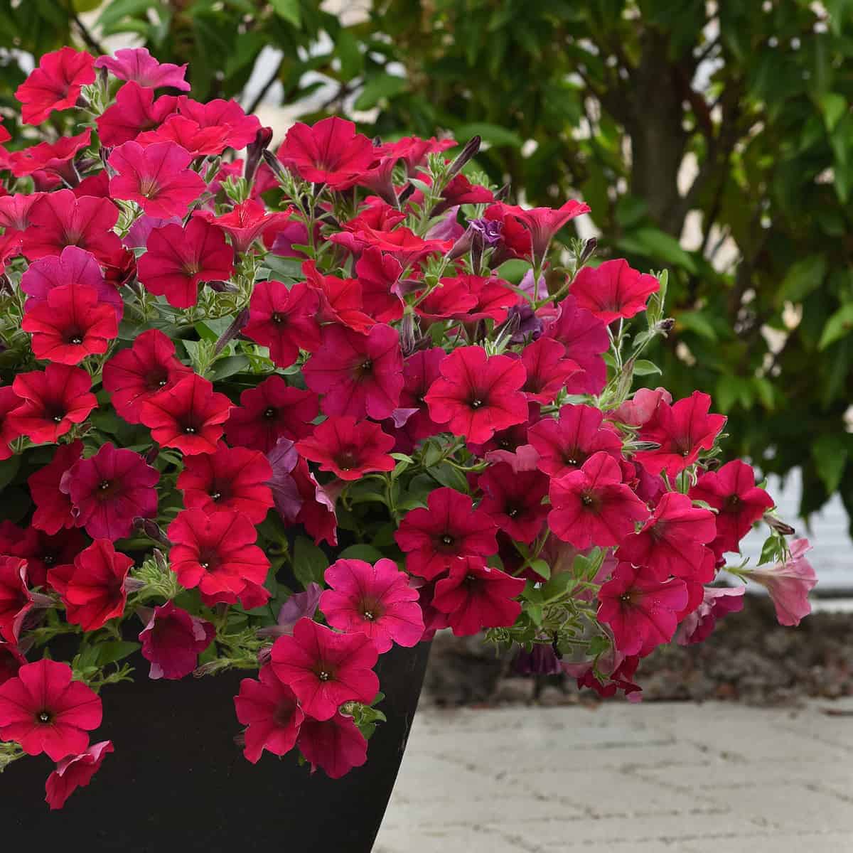 Pétunia Wave® Carmine Velour F1 – Image 4
