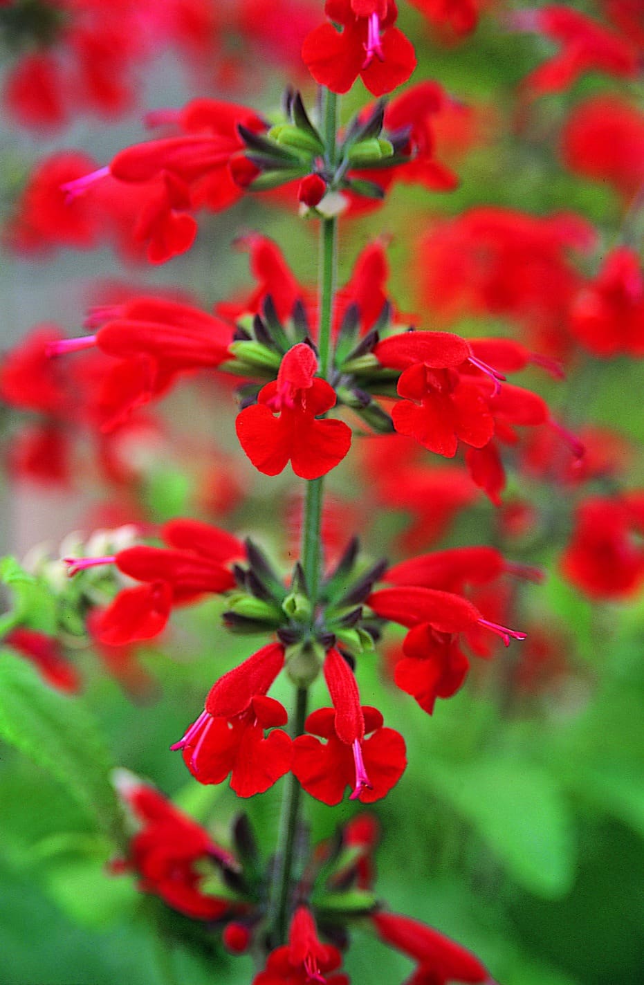 Salvia Summer Jewel™ Red – Image 2