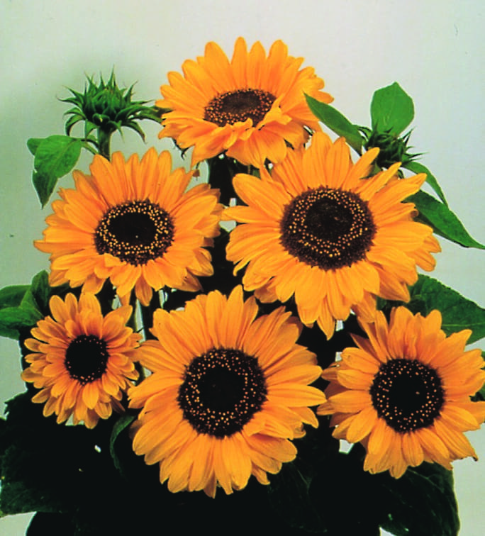 Tournesol Soraya – Image 2