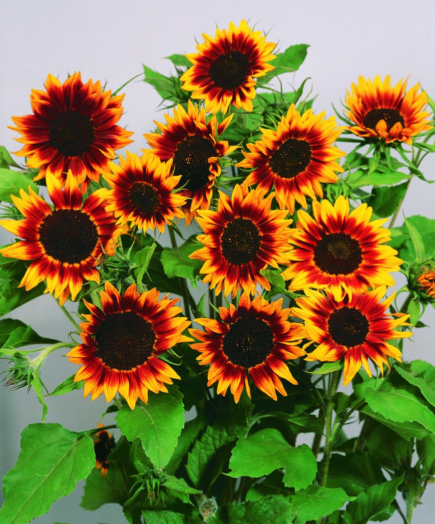 Tournesol Ring of Fire – Image 3