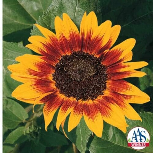  Tournesol Ring of Fire