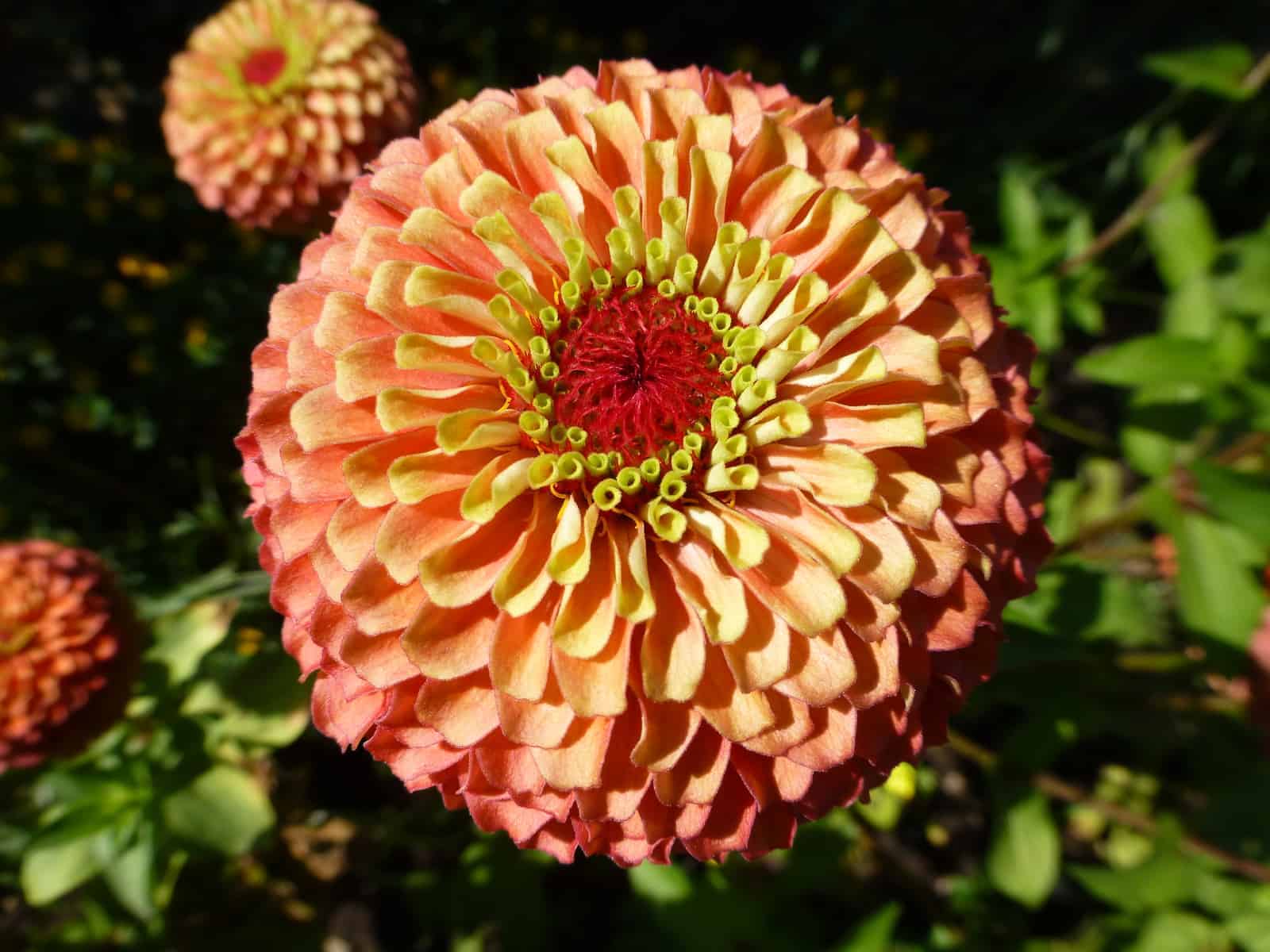 Zinnia Queeny Lime Orange – Image 2