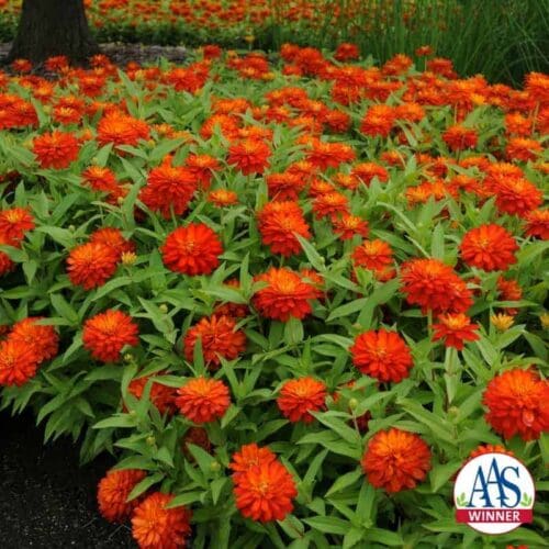  Zinnia Double Zahara™ Fire