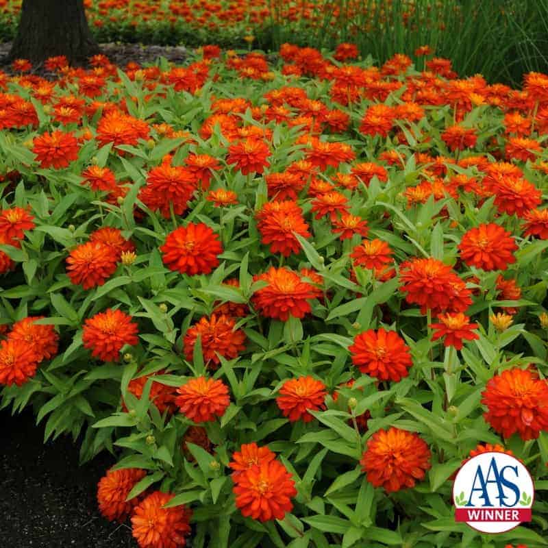 Zinnia Double Zahara™ Fire