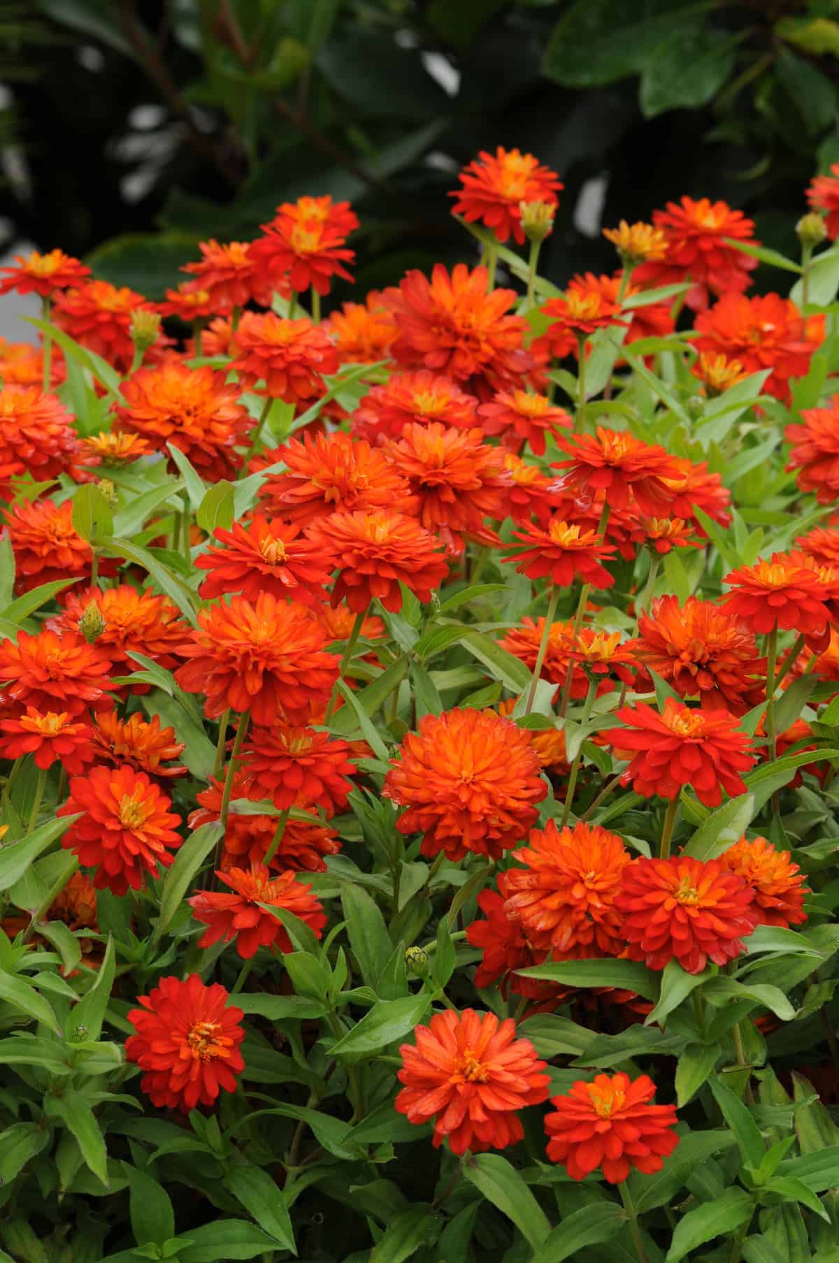 Zinnia Double Zahara™ Fire – Image 2