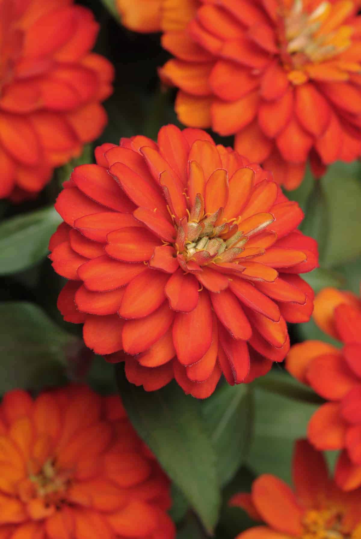 Zinnia Double Zahara™ Fire – Image 3