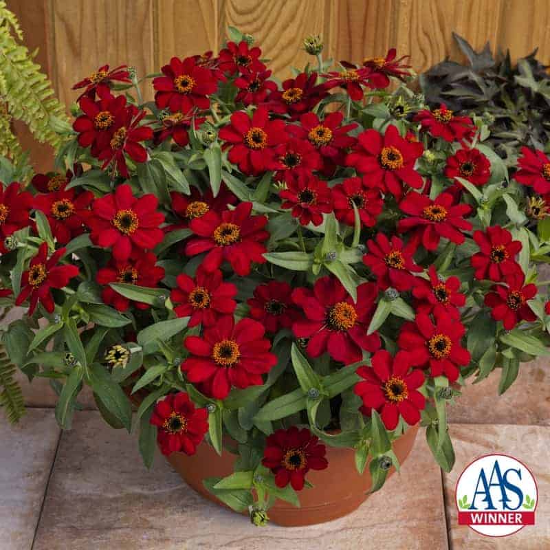 Zinnia Profusion Red F1