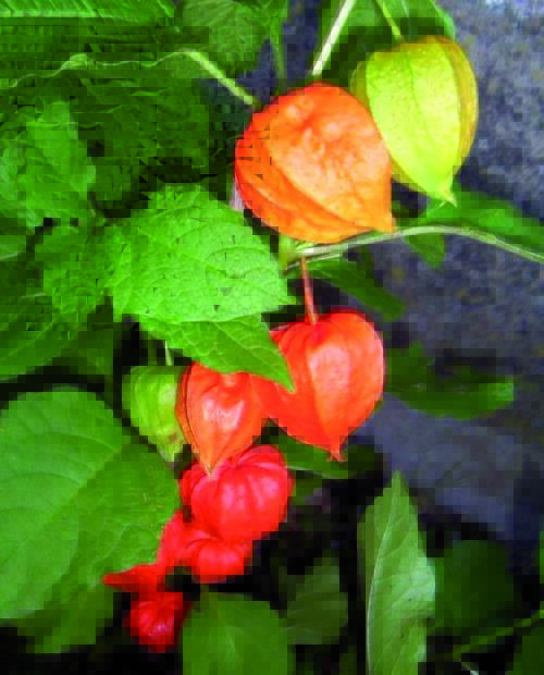  Lanterne chinoise var franchetti