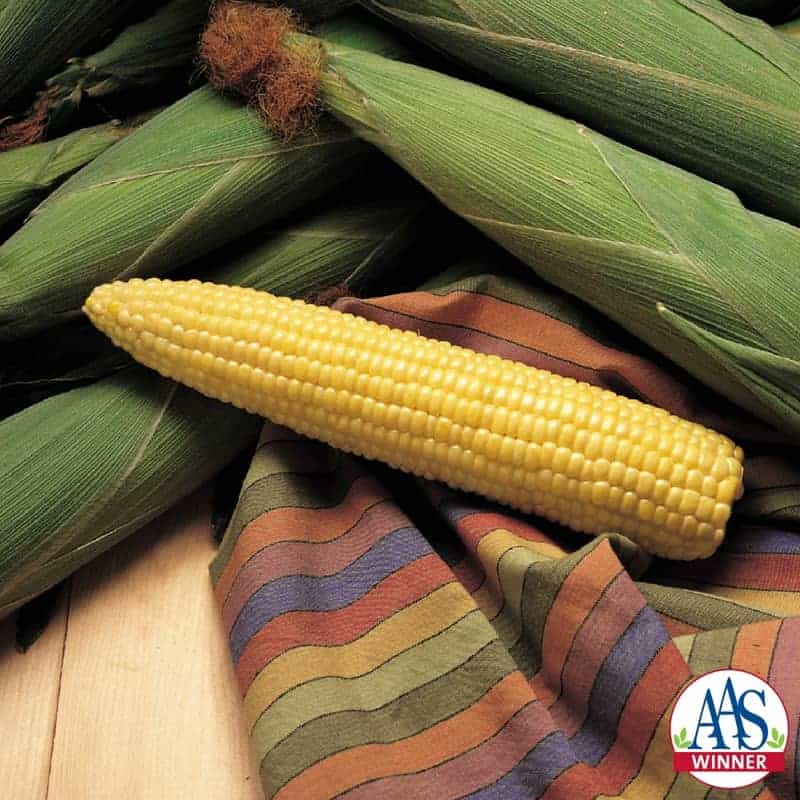 Maïs sucré Honey Select F1