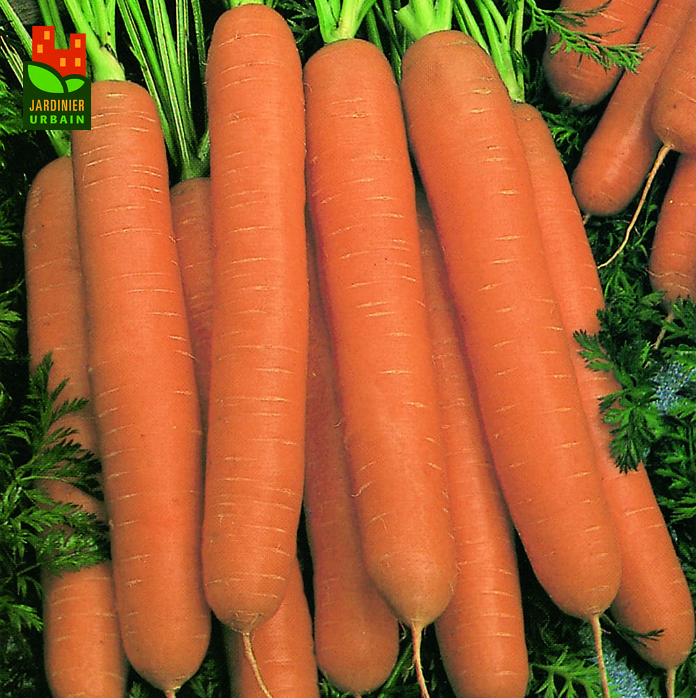 Granulés foin carottes