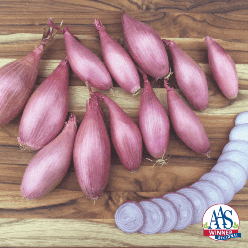  Échalion Creme Brulee F1 Rose