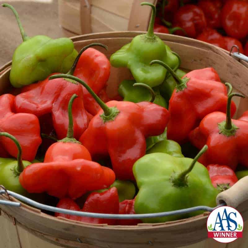 Poivron Mad Hatter F1