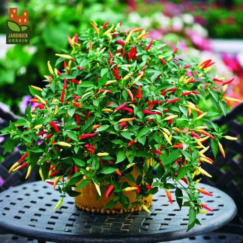  Piment Basket of Fire F1