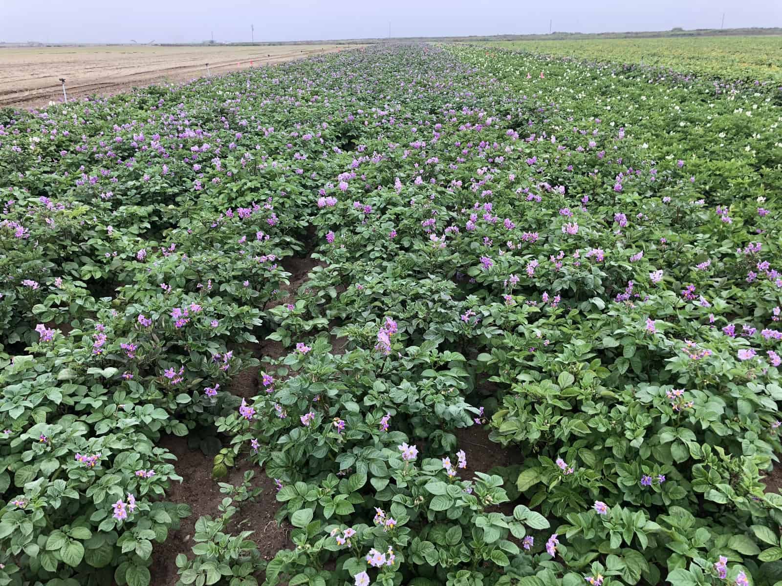 Pomme de terre Clancy Rouge F1 – Image 2