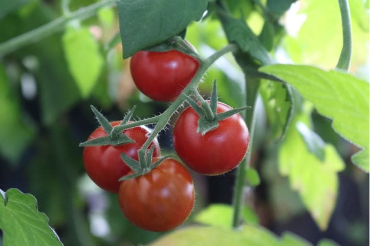 Comment identifier et traiter les maladies des plants de tomates