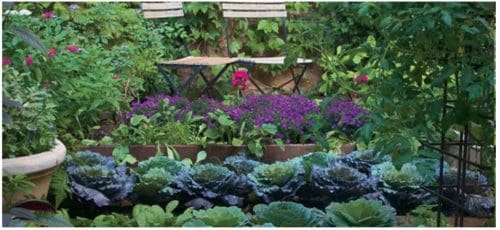 Insecticide naturel à fabriquer à la maison