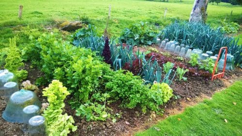 Essentiels pour la protection de vos cultures