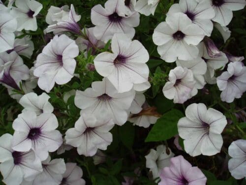 Les pétunias, une valeur sûre