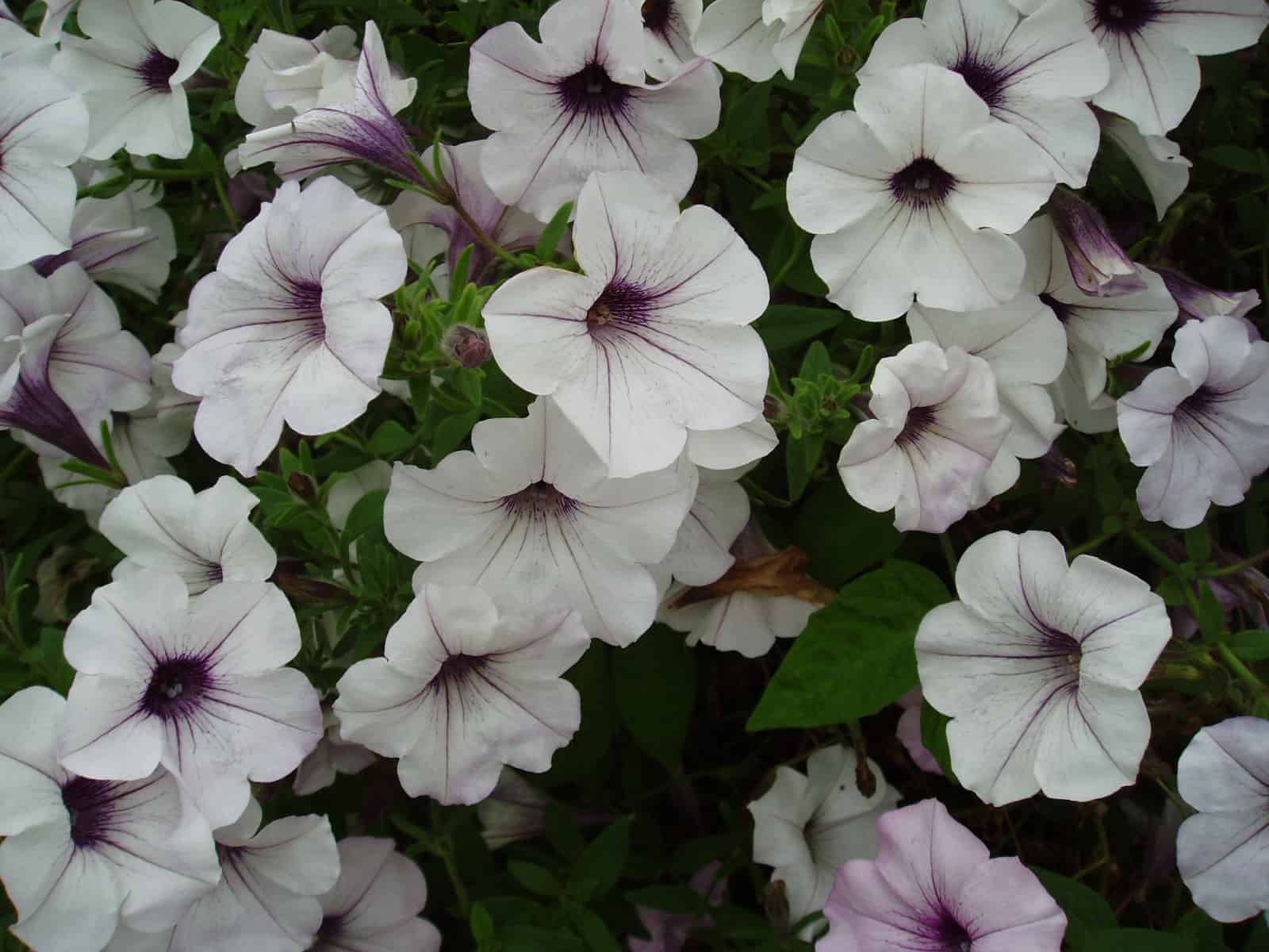 Les pétunias, une valeur sûre