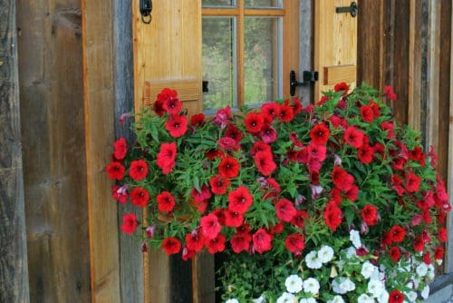 Les toujours populaires pétunias et surfinas