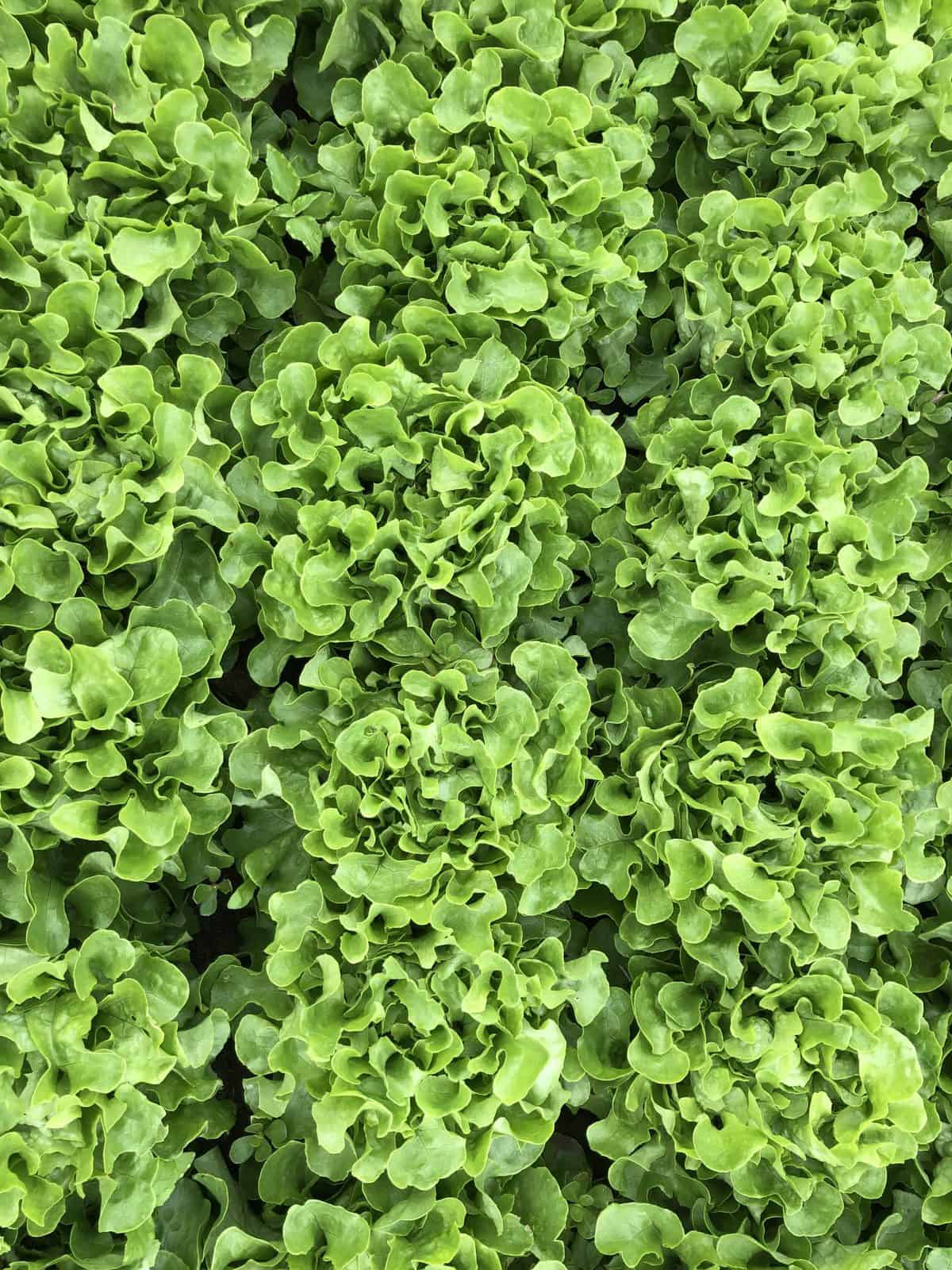 Laitue Feuille de chêne Bauer Verte – Image 2