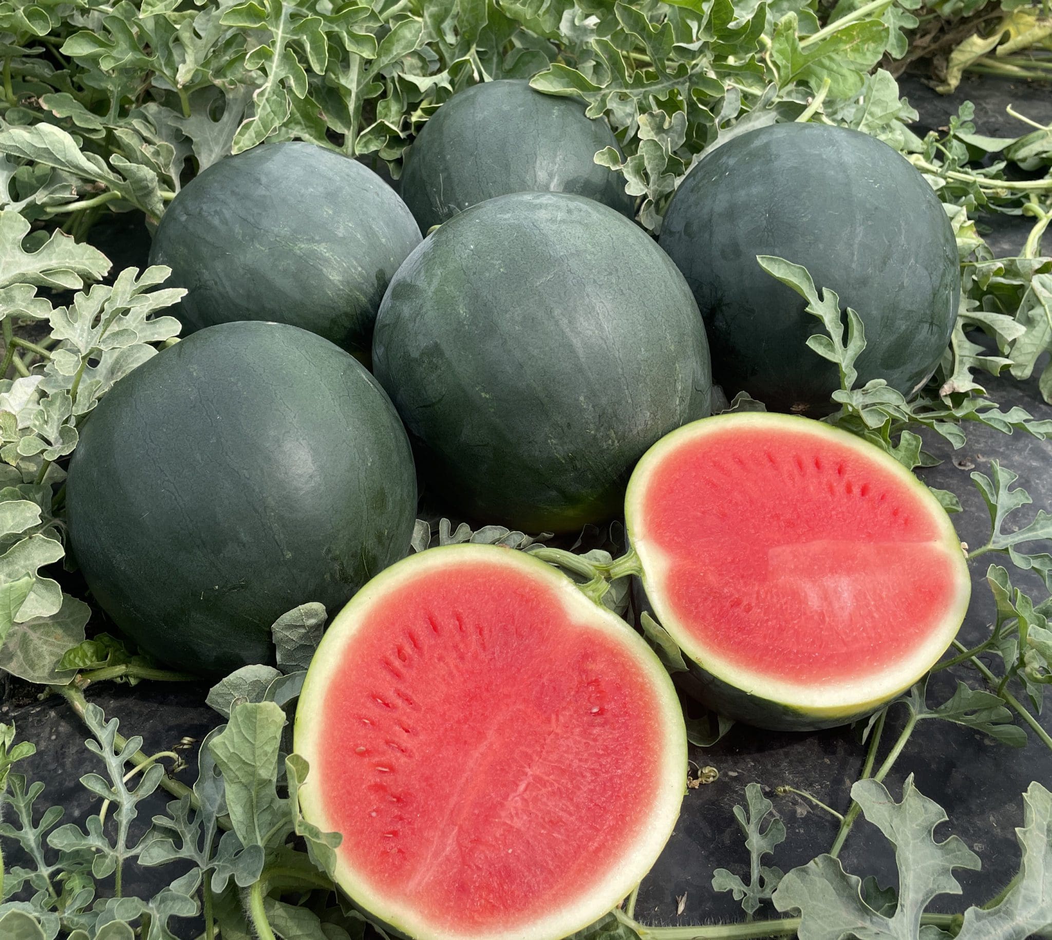 Melon d’eau Tyrion F1 W.H. Perron