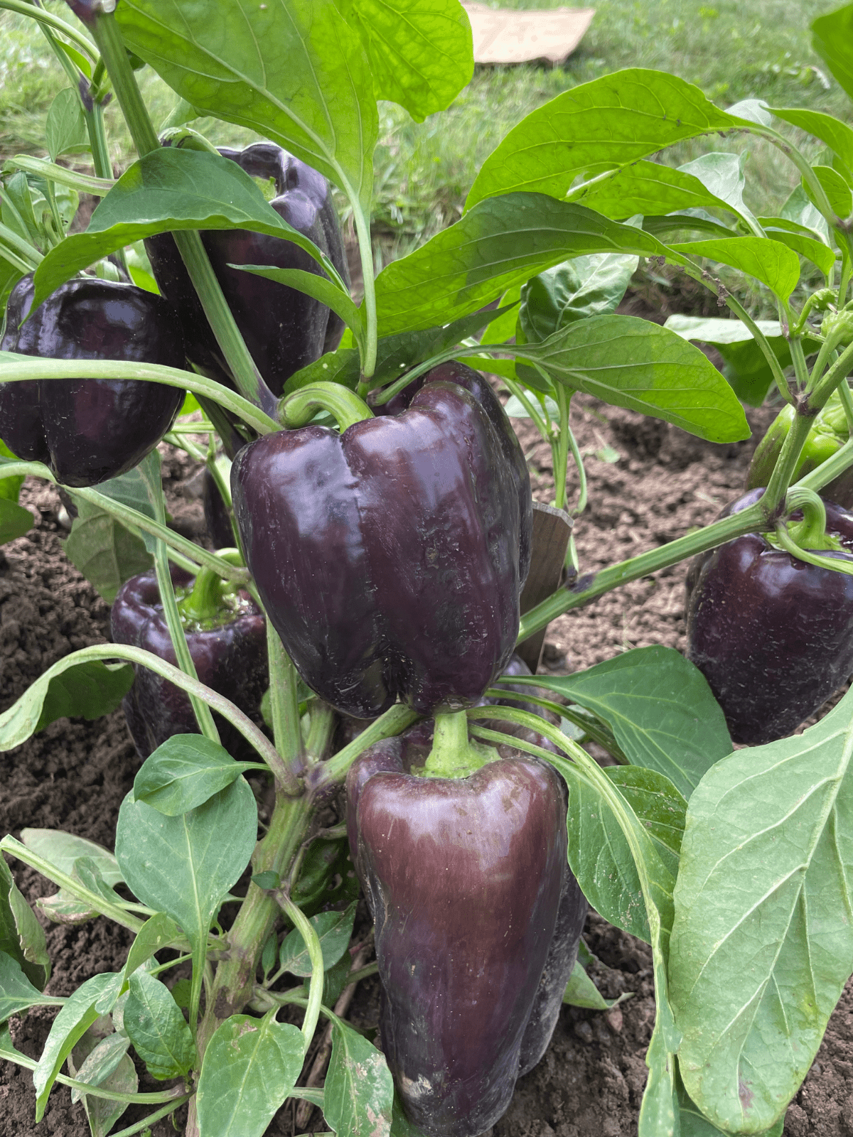 Poivron Purple Bell - variété à fruits violets - Graines potagères