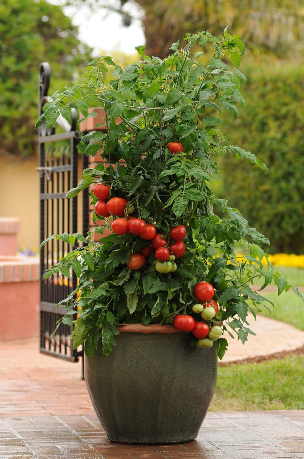tomate-homeslice-f1-collection-patio-w-h-perron