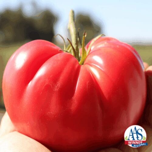  Tomate Pink Delicious Rose F1