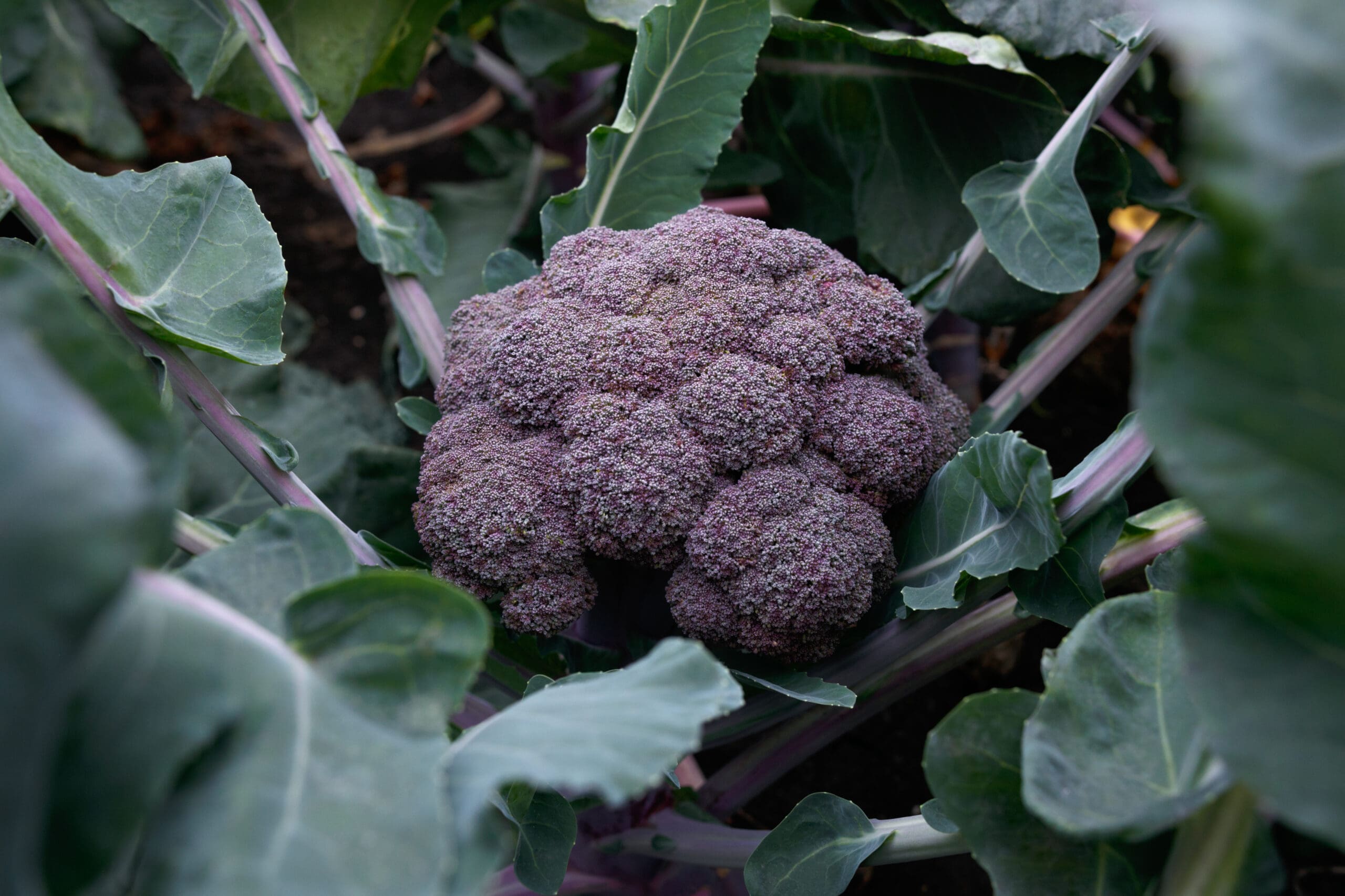 Brocoli Purple Magic F1 – Image 2