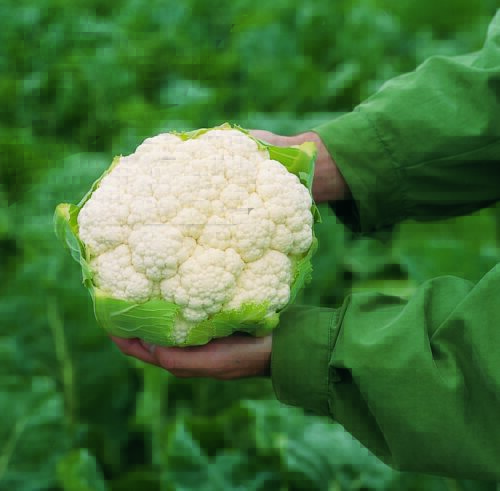  Chou-fleur Flamenco blanc F1