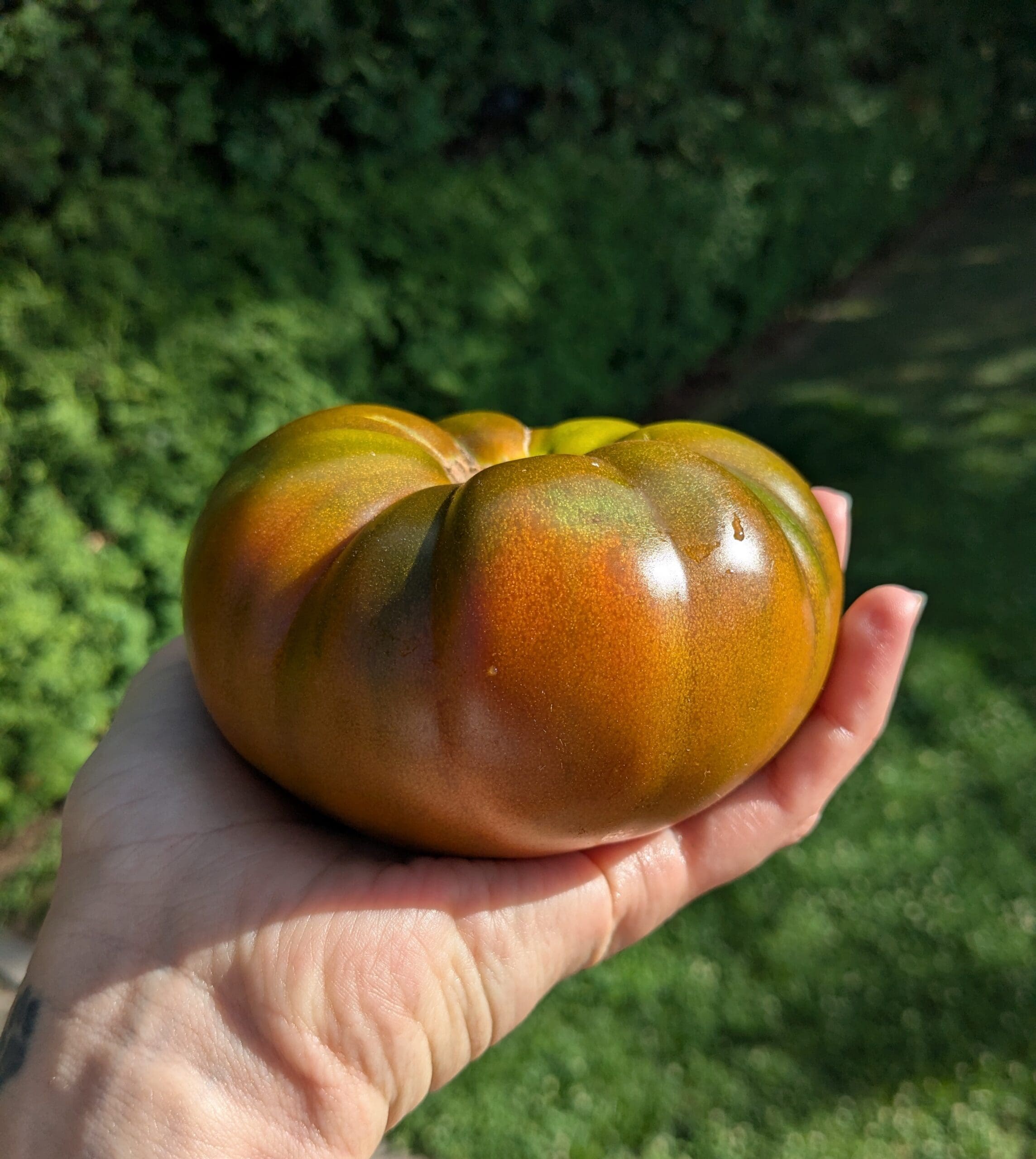 Tomate Cappuccino brun chocolat F1 – Image 2