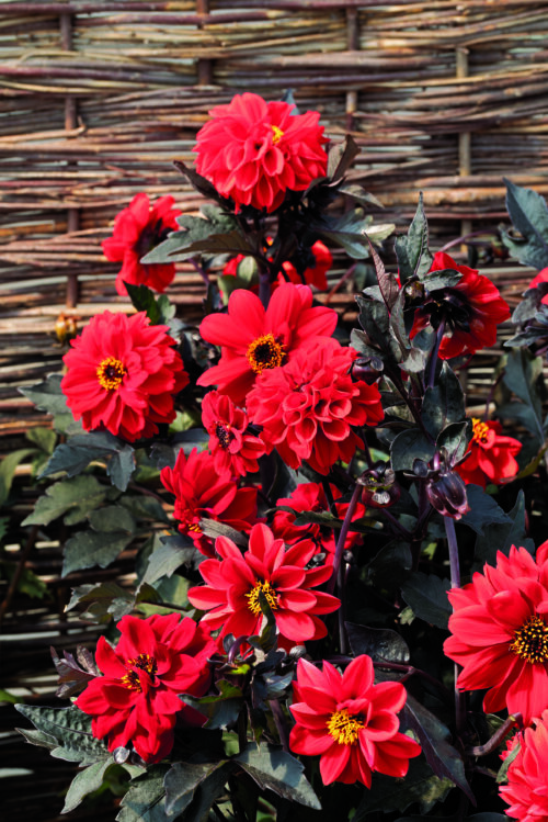  Dahlia Black Forest™ Ruby