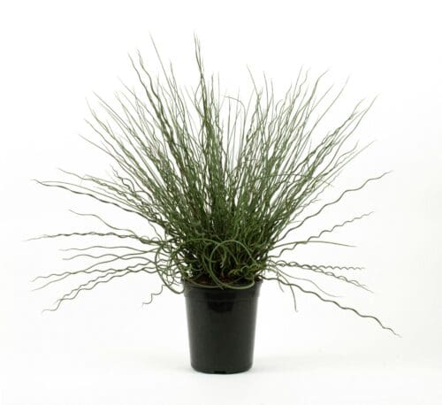  Juncus Twisted Arrow Fuseables