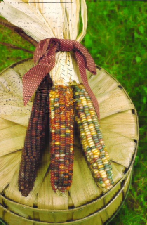  Maïs ornemental Fiesta F1