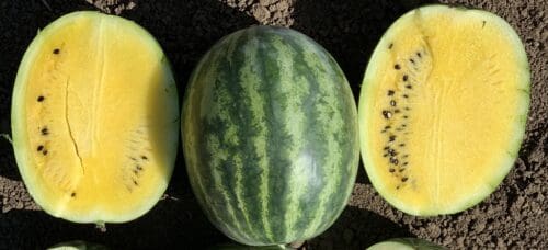  Melon Lemon Krush Jaune F1