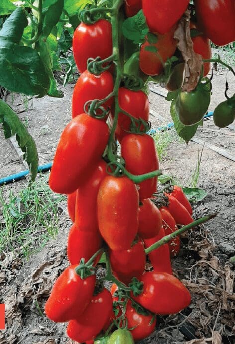 Tomate Marzanillo F1