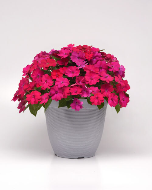  Impatiens Solarscape® Magenta Bliss  F1
