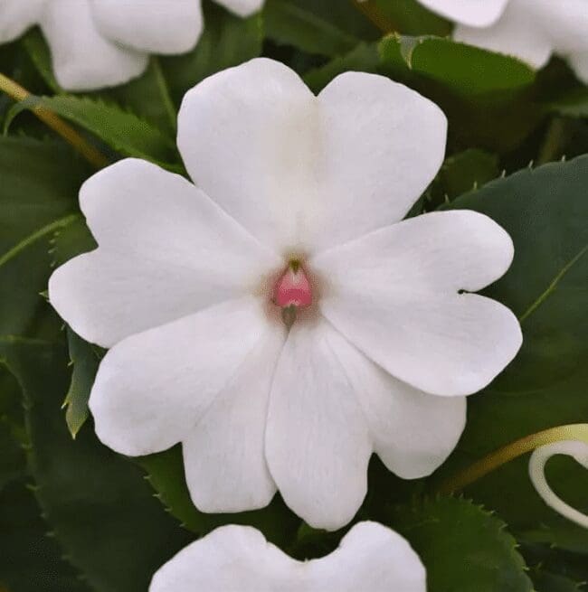 Impatiens Solarscape® White Pearl F1 – Image 2